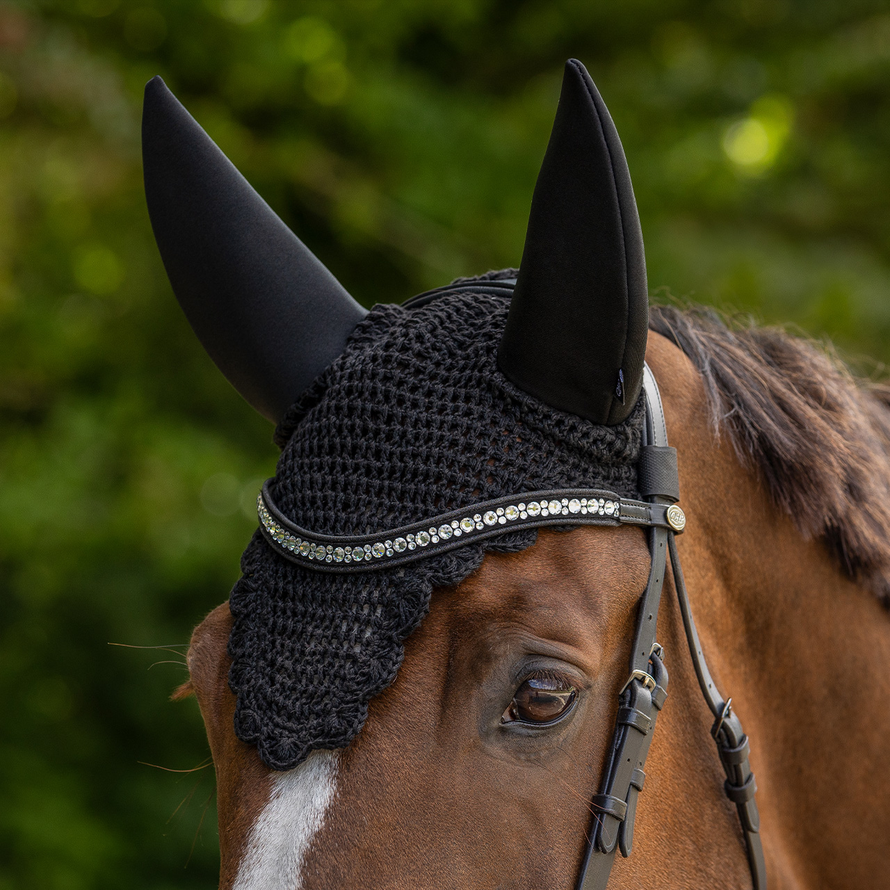 Fly ears 'Don't fear, trust me'
