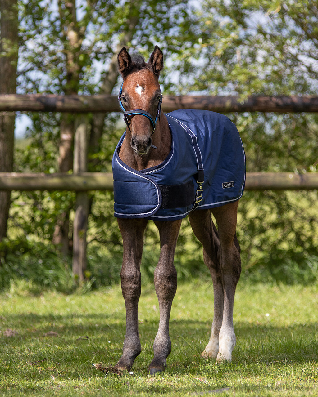 Outdoor Blanket Foal Turnout 100gr