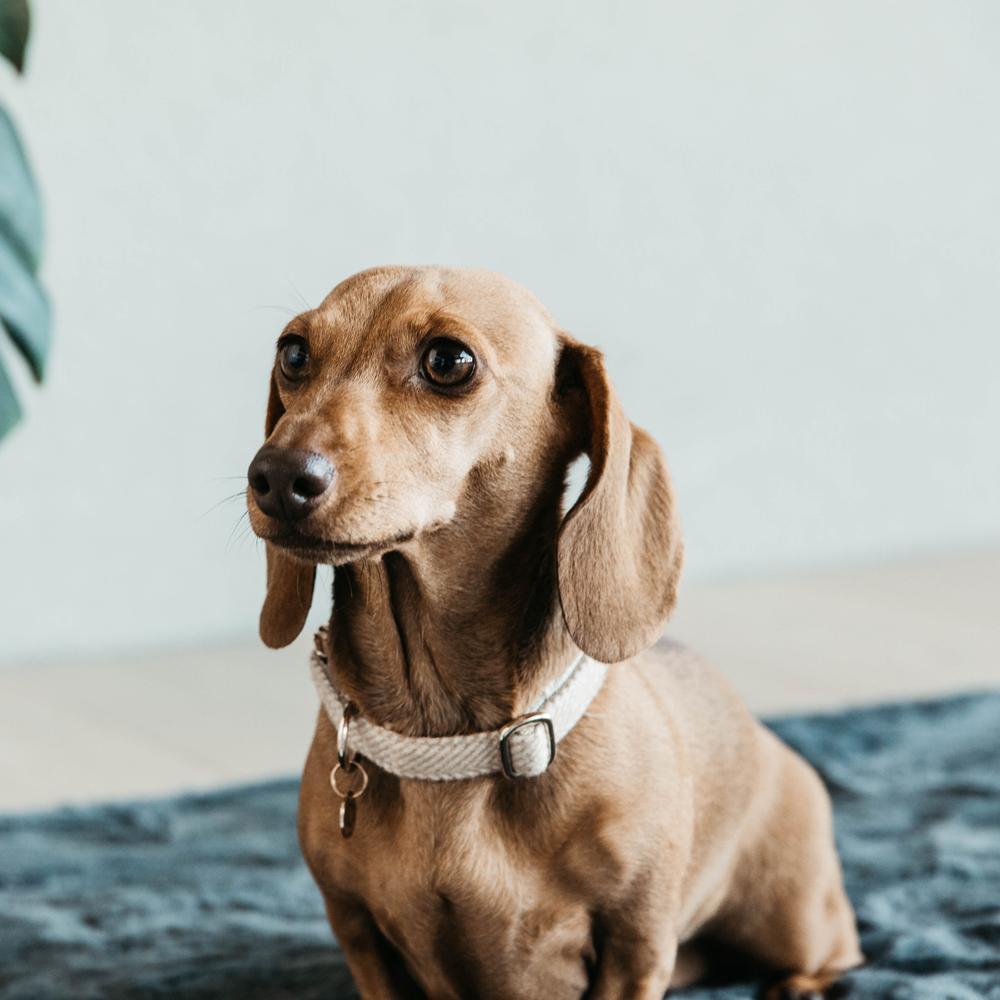 Hunde Halsband Wolle | Kentucky Dogwear