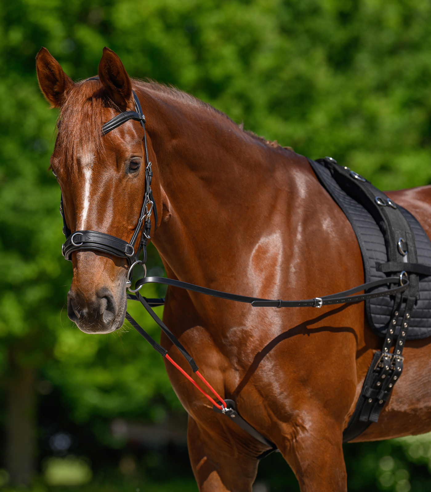 Triangular reins W-trainRein