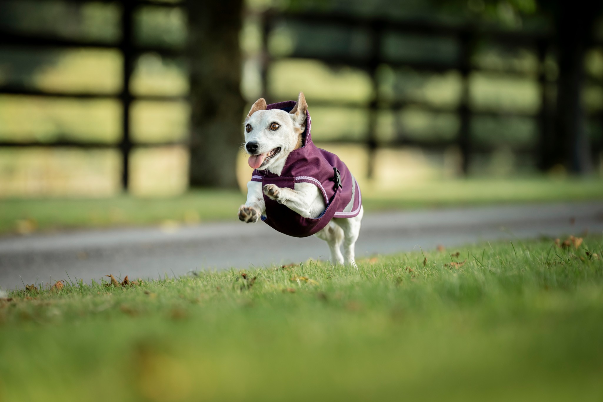 Hundedecke Freedom in Blackberry