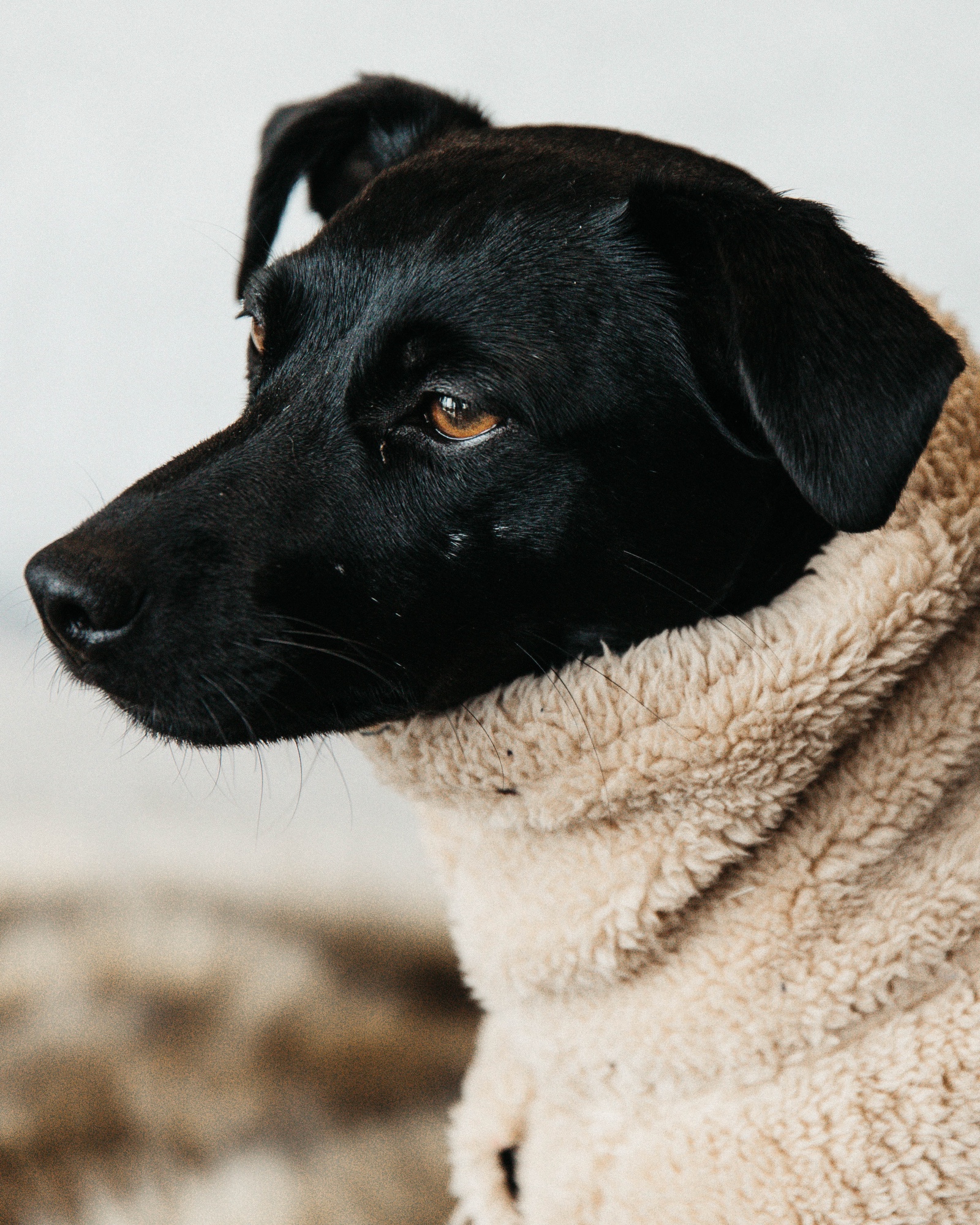 Teddy fleece dog jumper