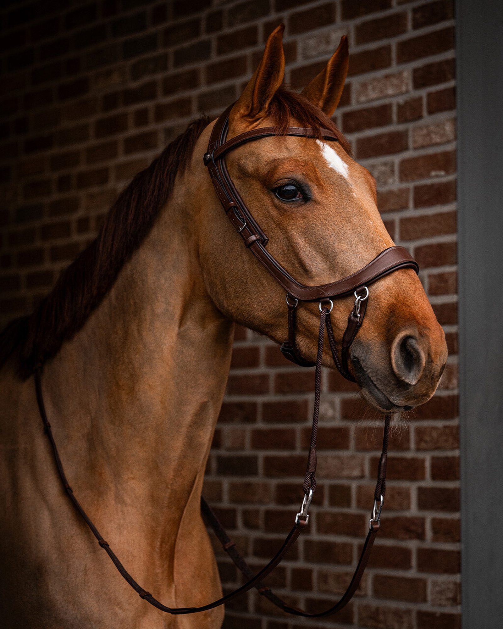 Snaffle FaySport bitless