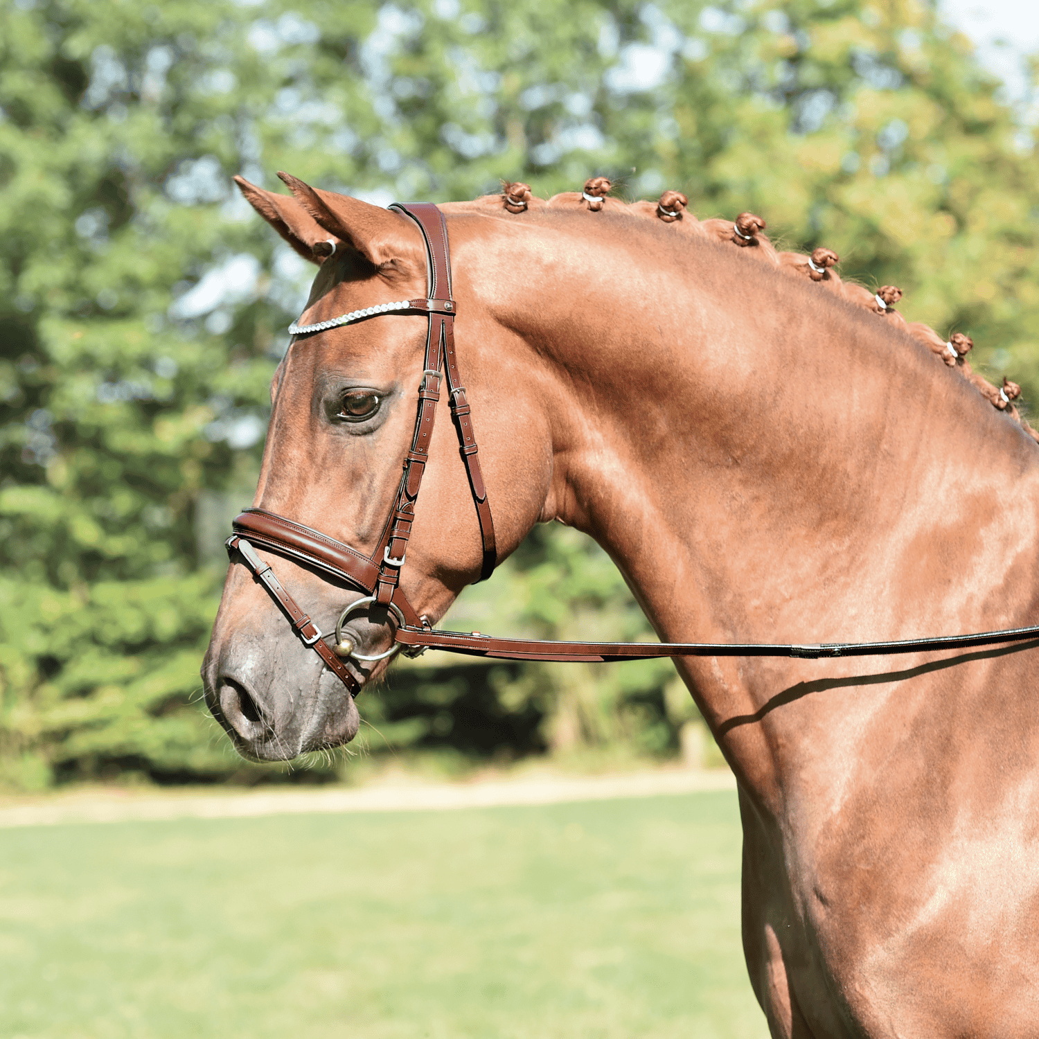 Trense Matera Trense Matera