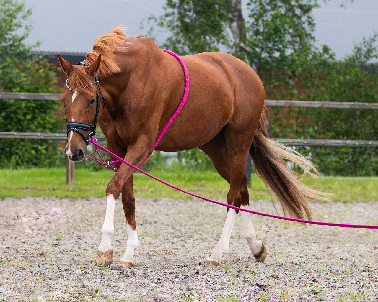 Lunging aid