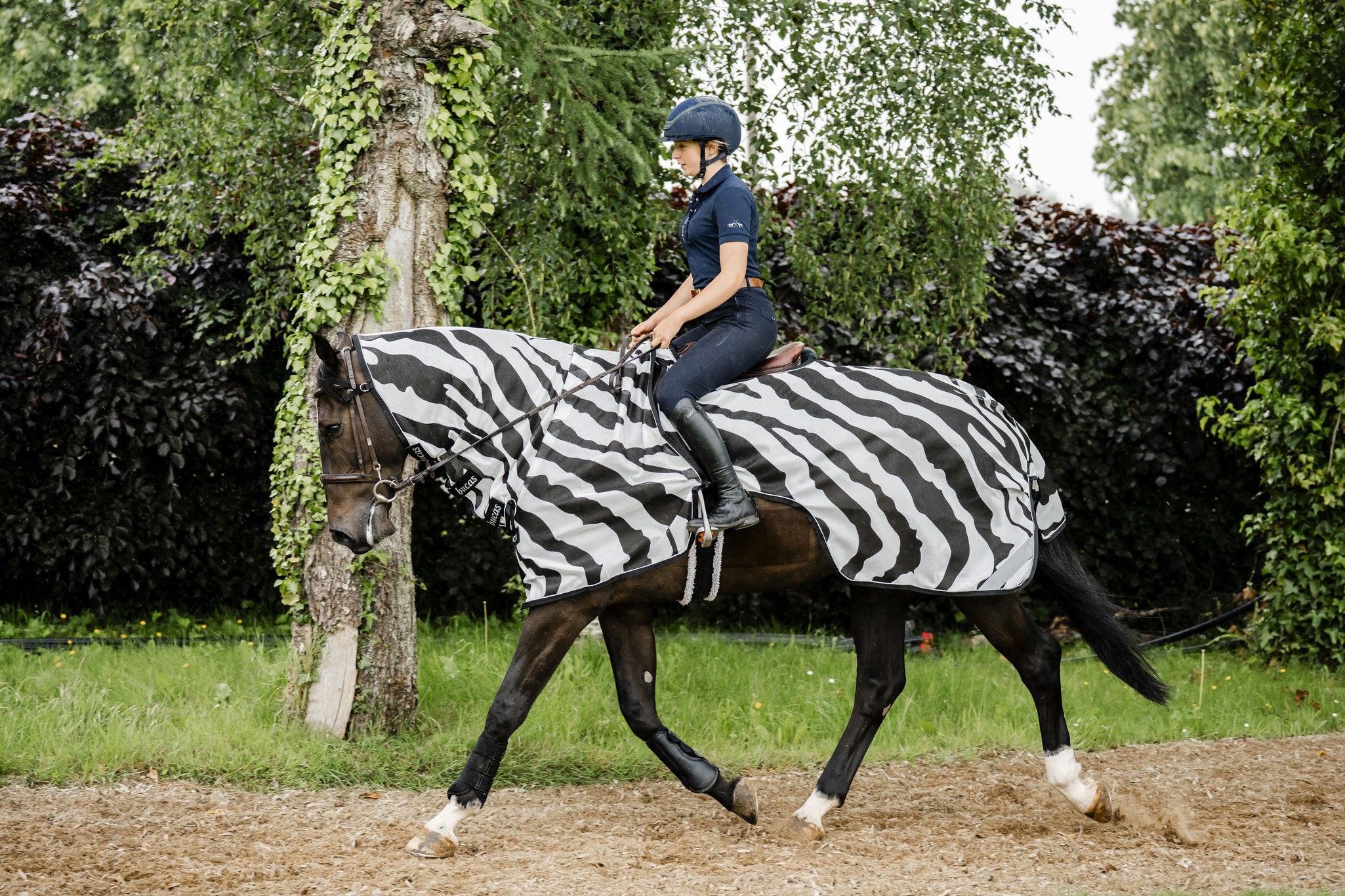 Fliegendecke Buzz-Off Riding in Zebra/Black