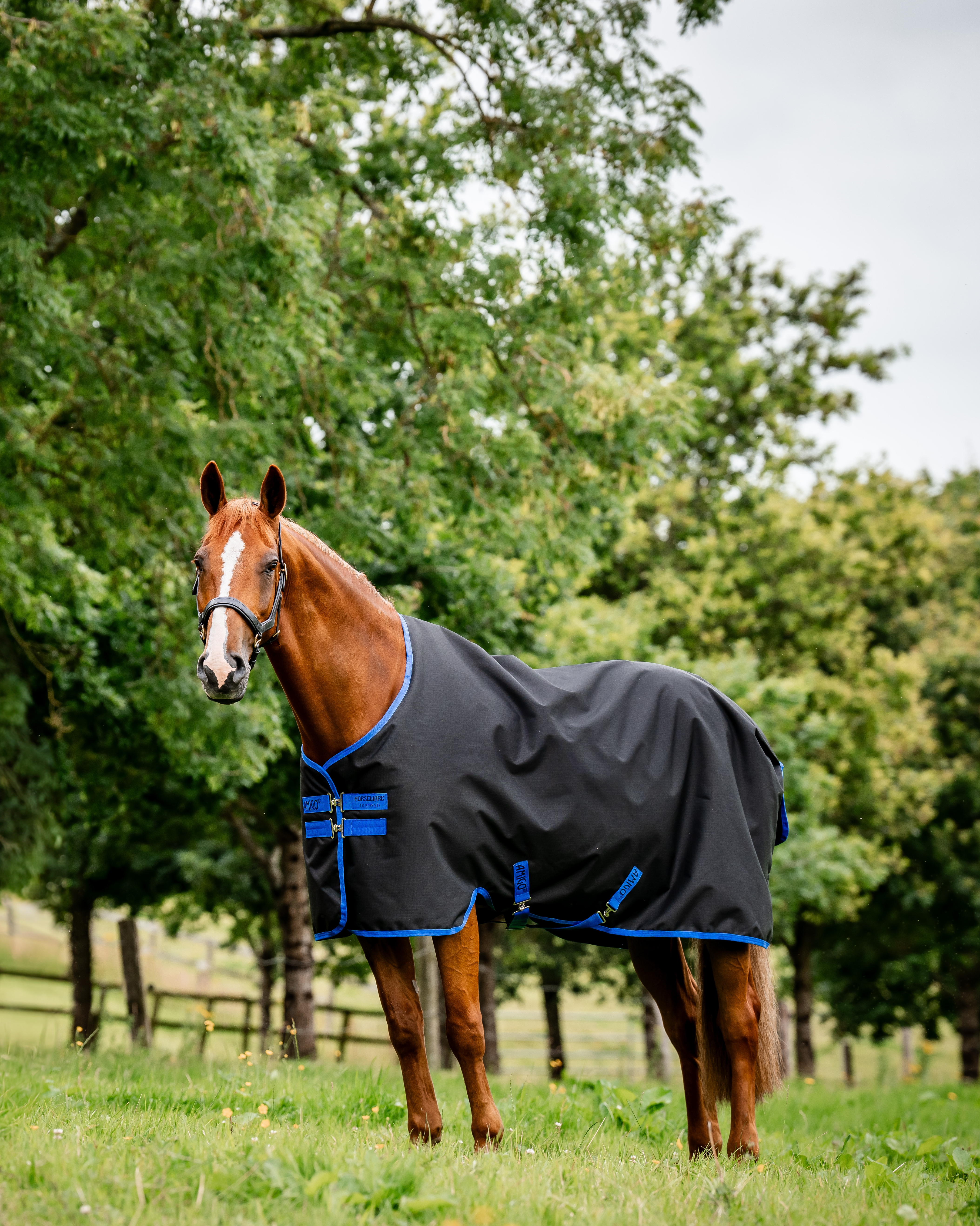 Outdoor rug Amigo Ripstop Turnout 100g in black/classic blue