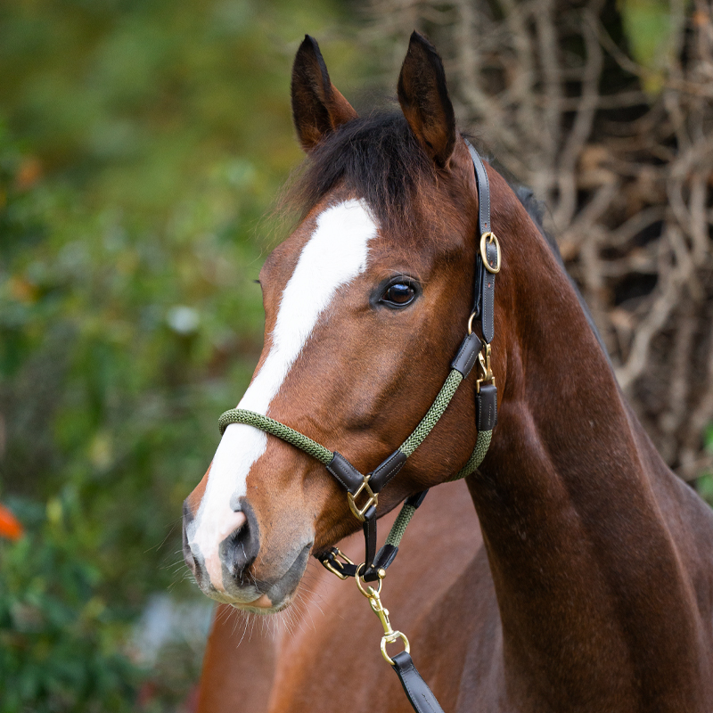 Cavo" rope halter with rope