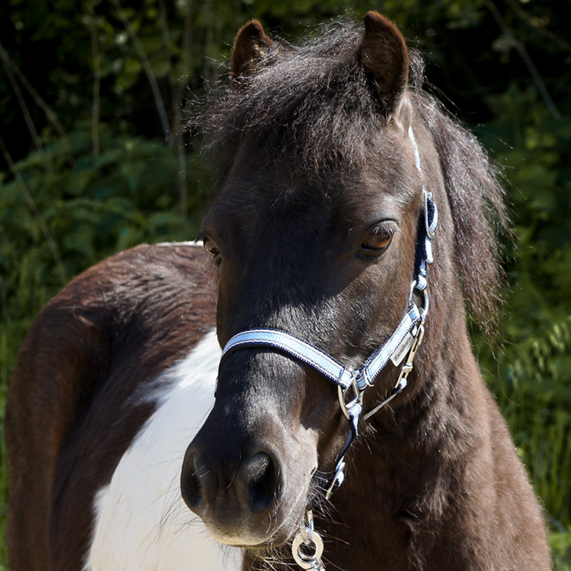 Shetty halter "Shorty"