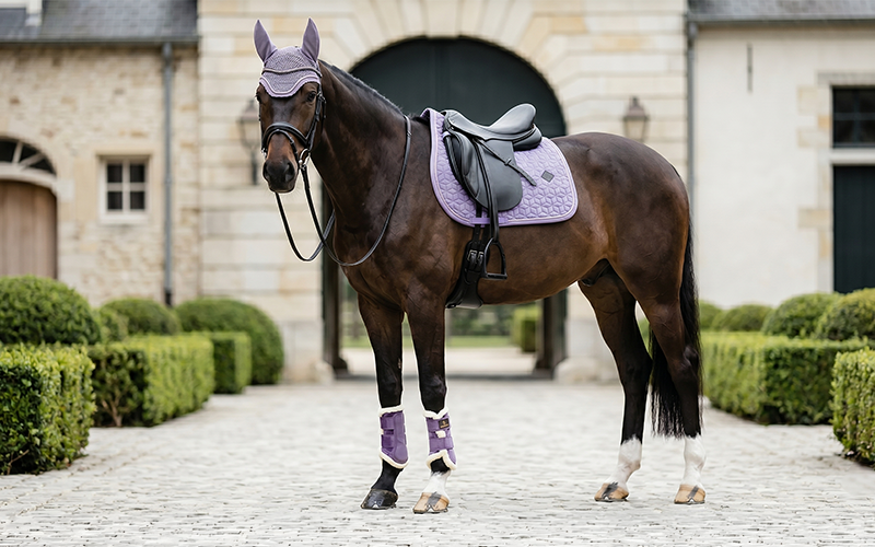 Brauner mit Kentucky Velvet Violet Outfit