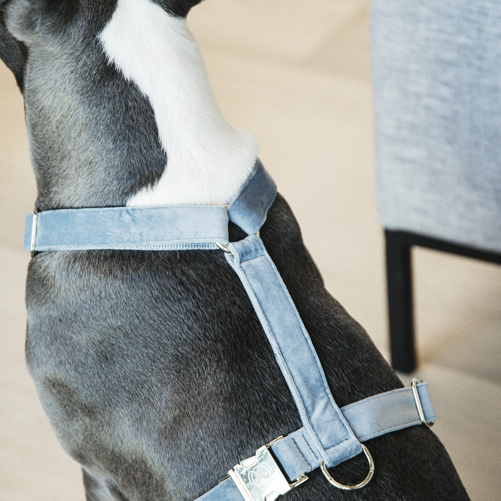 Loop Velvet dog harness