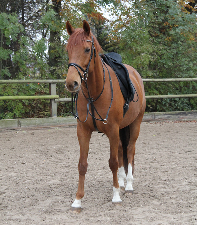 Martingale Star