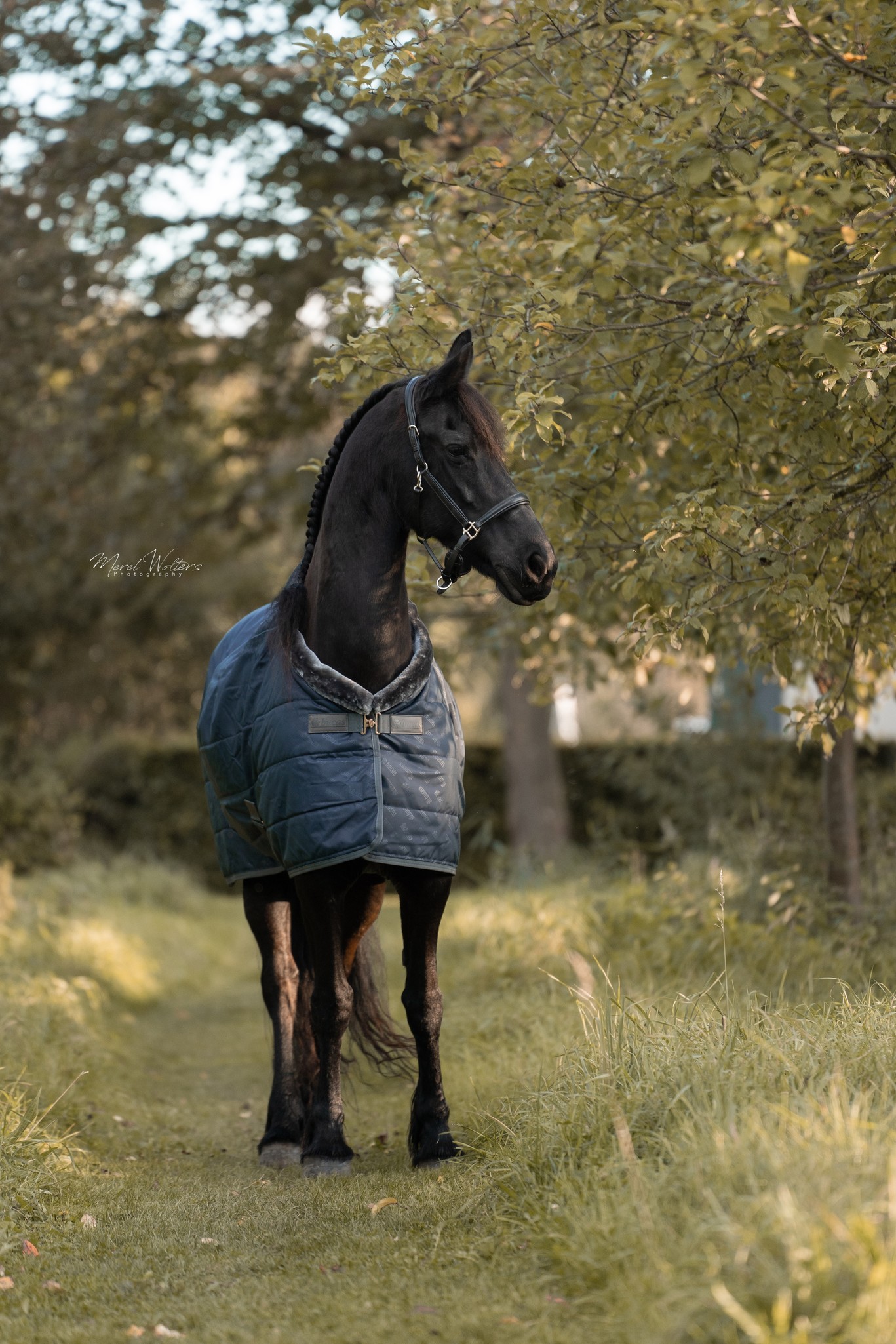 Stalldecke Show-Line in Navy/Grey
