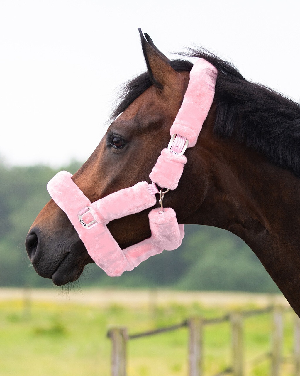 Halter Alaska