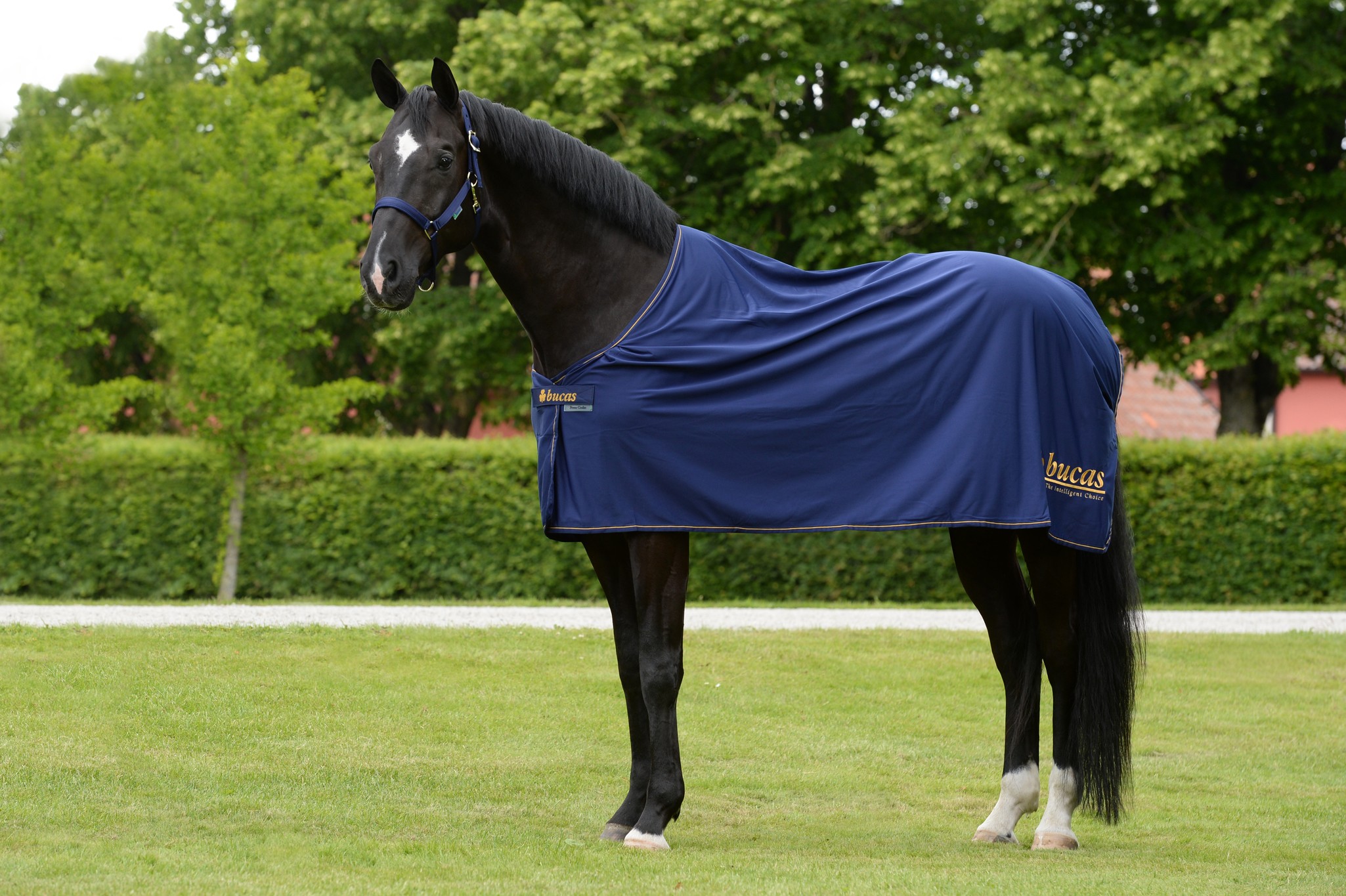 Abschwitzdecke Power Prize Cooler in Navy/Gold
