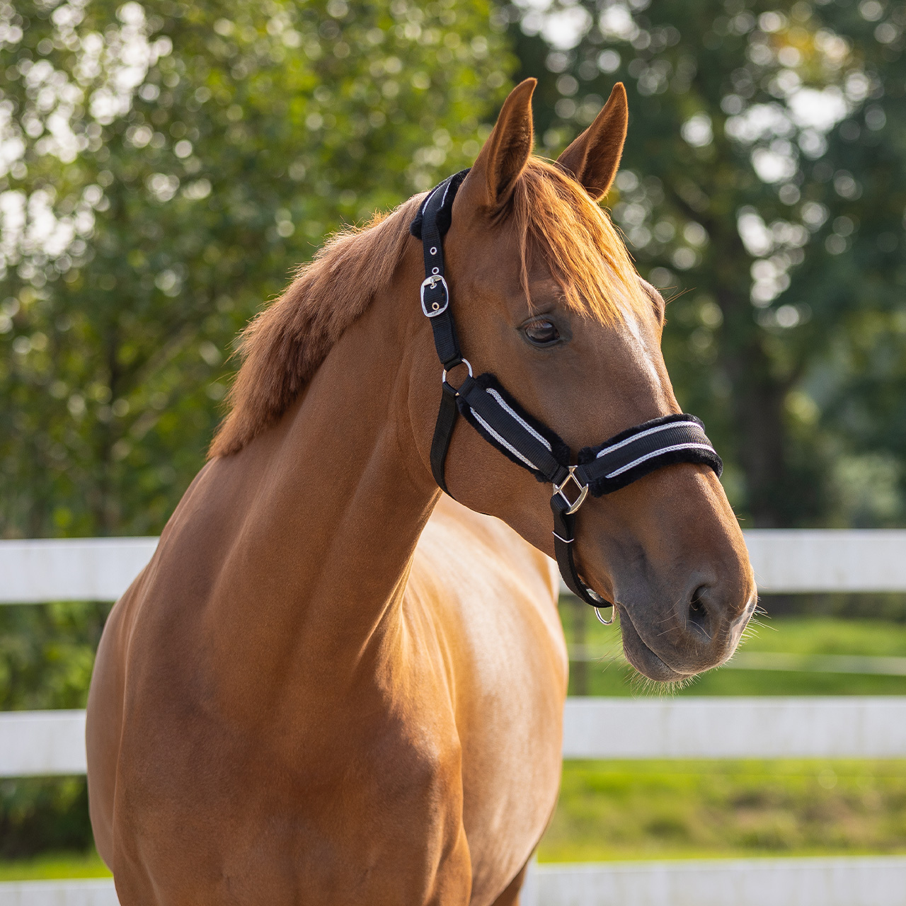 Dolci halter set