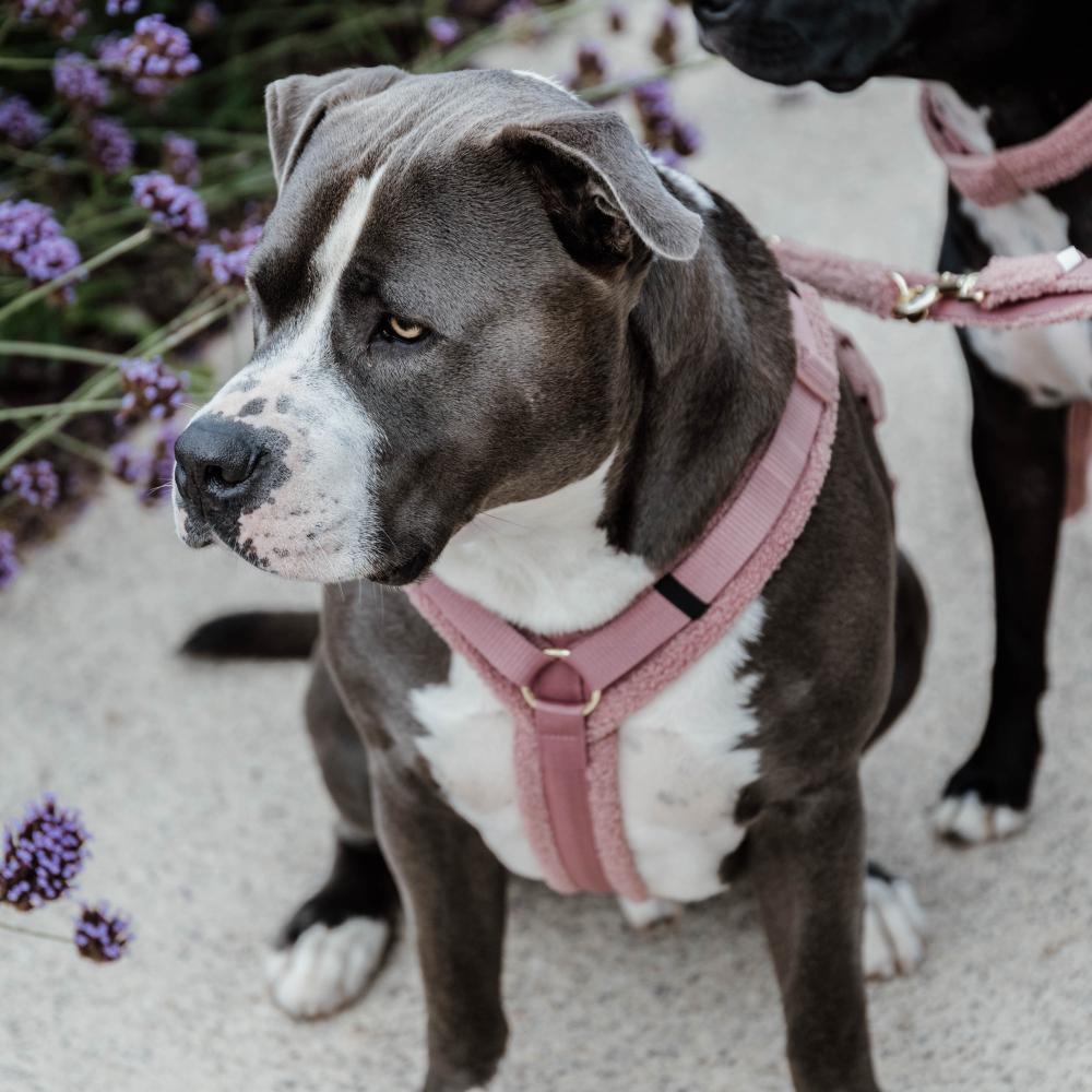 Hundegeschirr Aktiv Teddy Fleece | Kentucky Dogwear