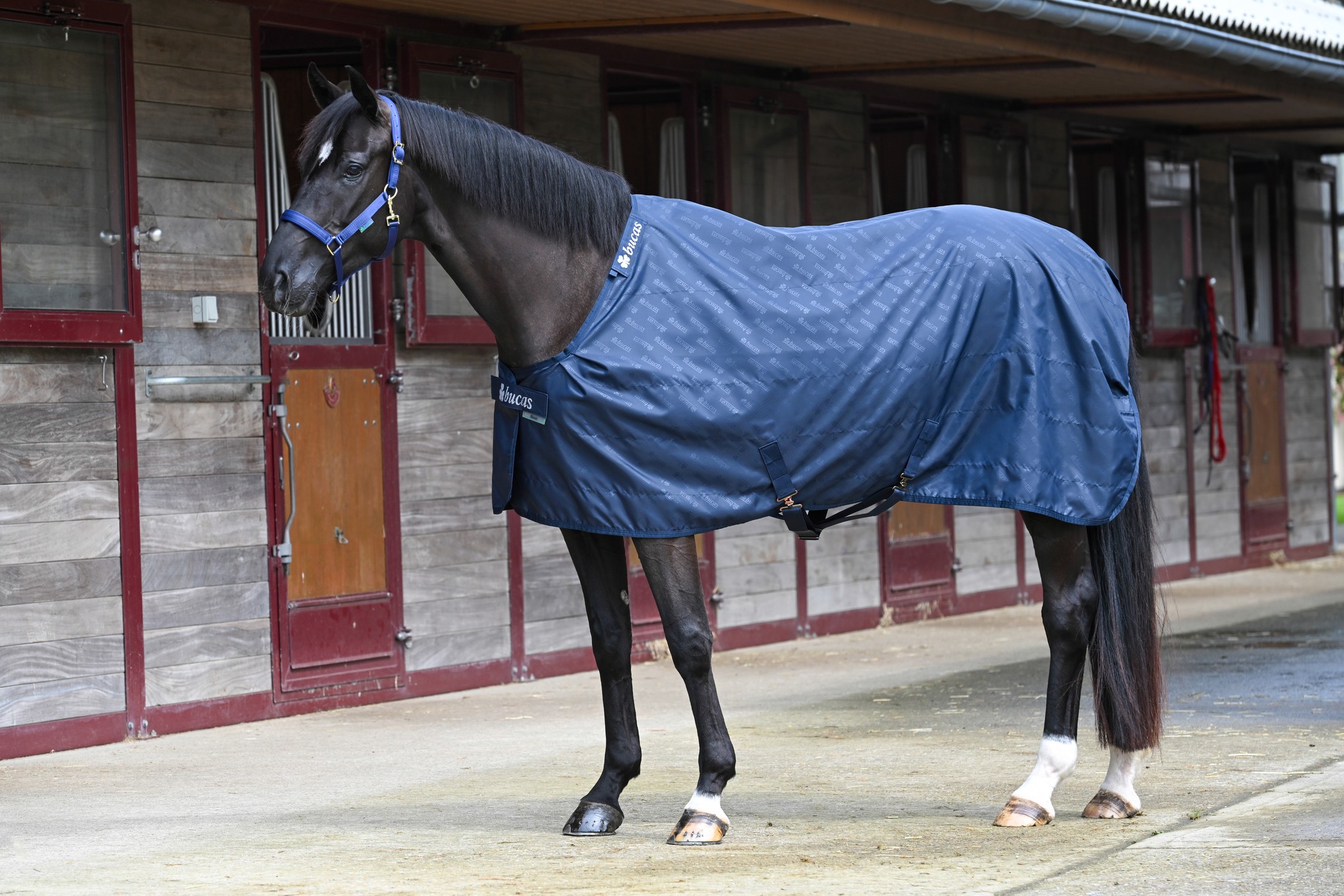 Stalldecke Stable Sheet in Navy/Navy