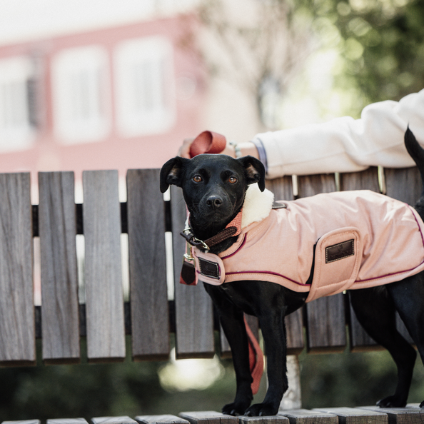 Dog coat waterproof 160g