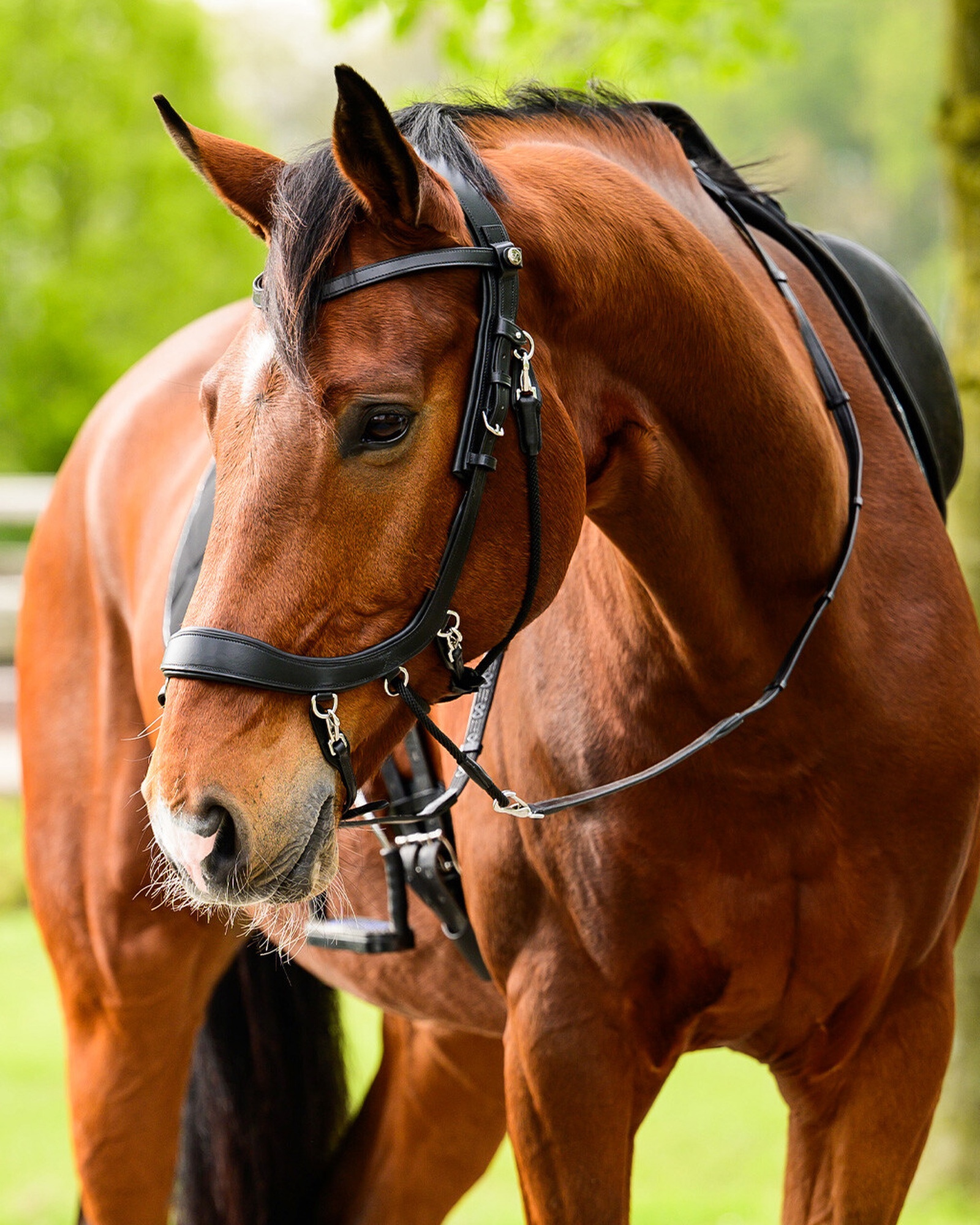 Reins FayRein bitless