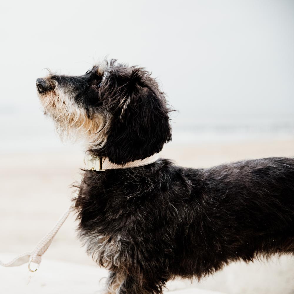 Hunde Halsband Wolle | Kentucky Dogwear