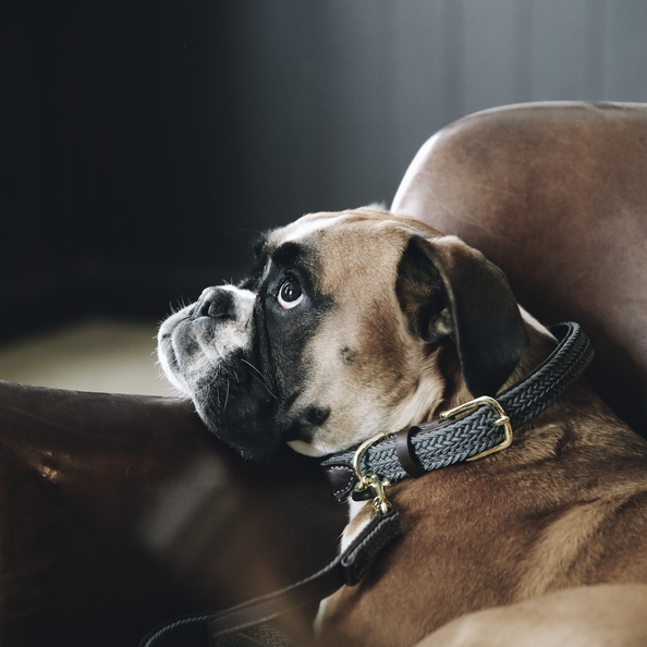 Braided nylon dog collar