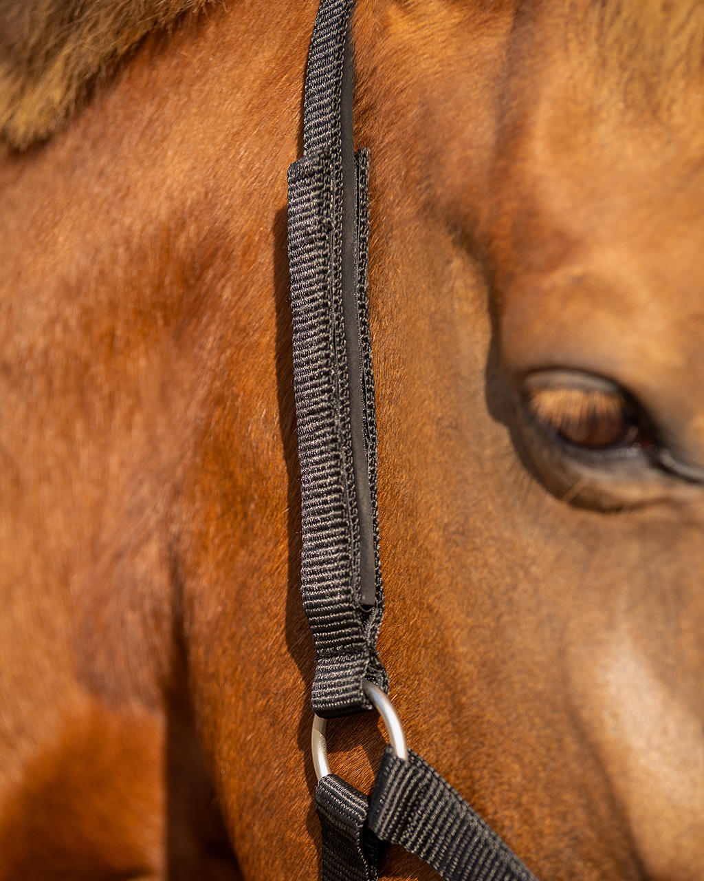 Safety halter underlay