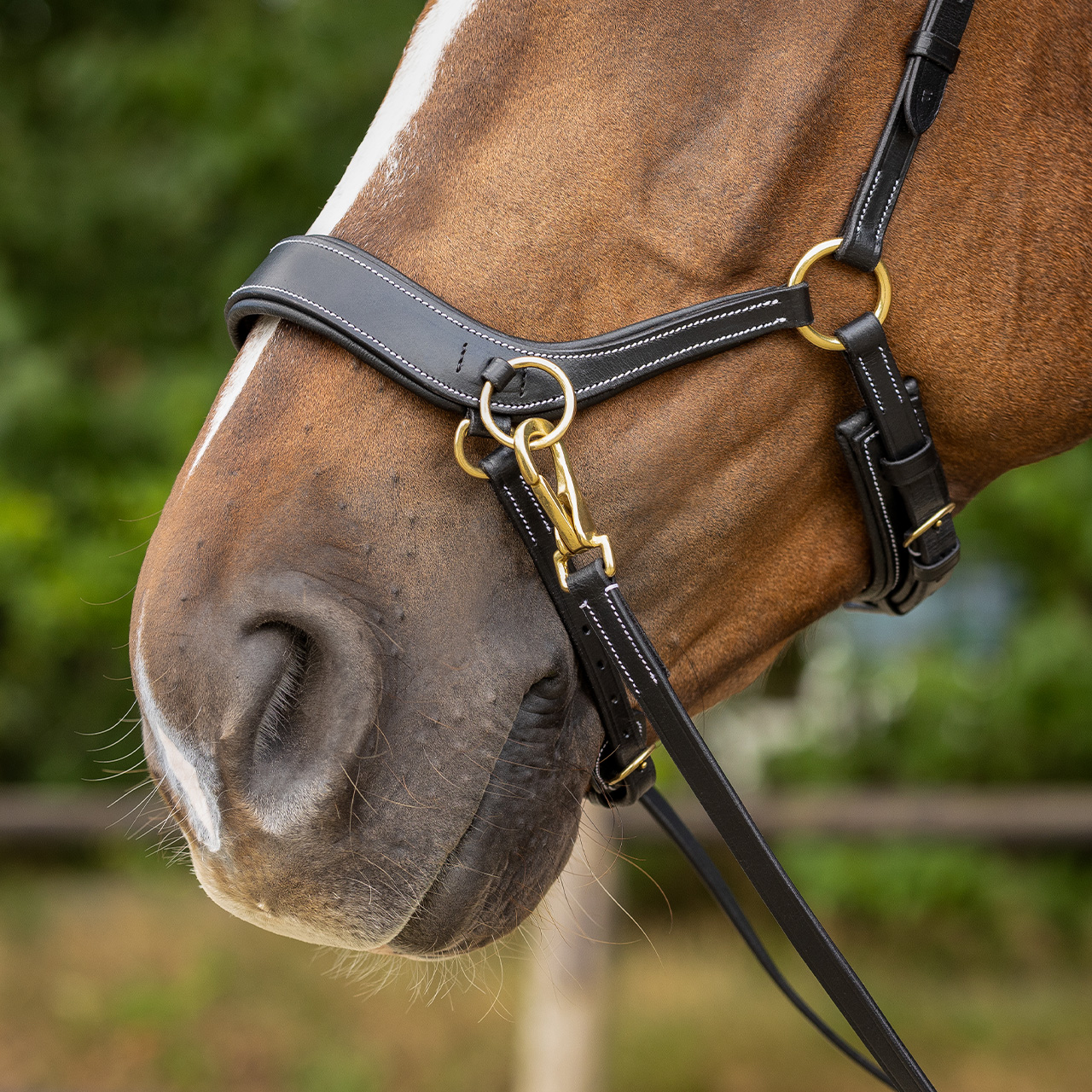 Bitless bridle Anatomical