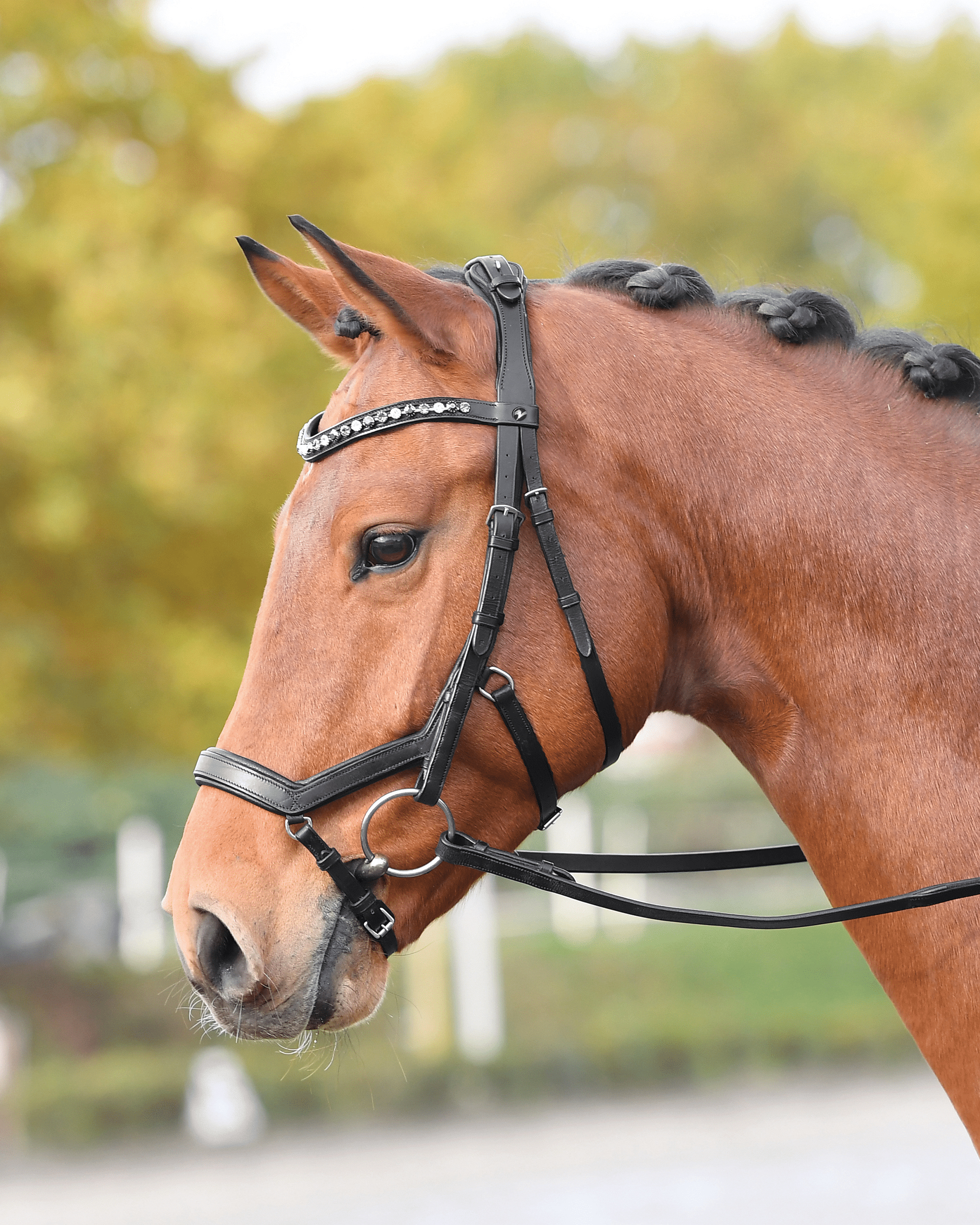 Snaffle Feeling