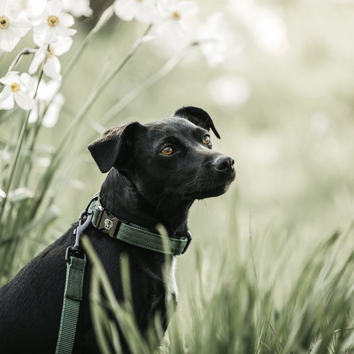 Dog collar lizard