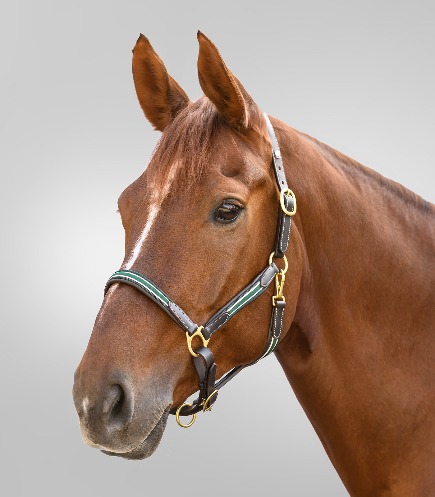 X-Line Lederhalfter Oxford in braun