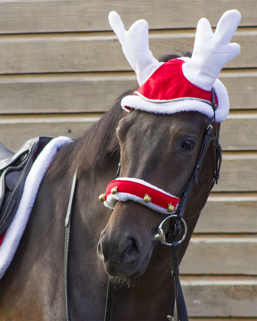 Fly ears reindeer