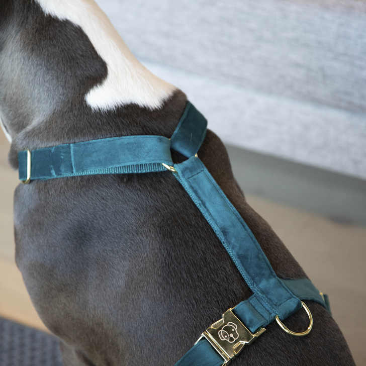 Loop Velvet dog harness