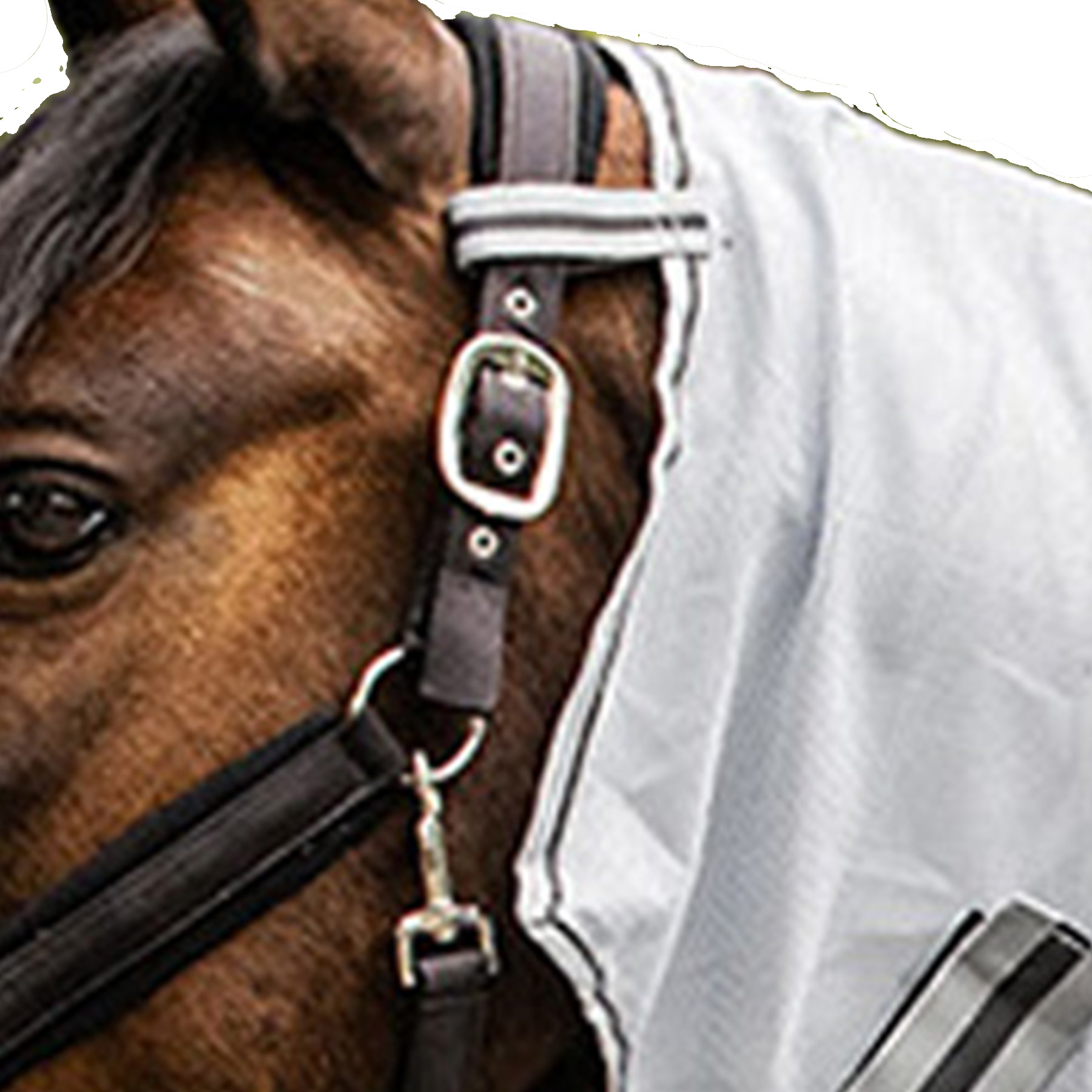 Fliegen-Halsdecke Protect