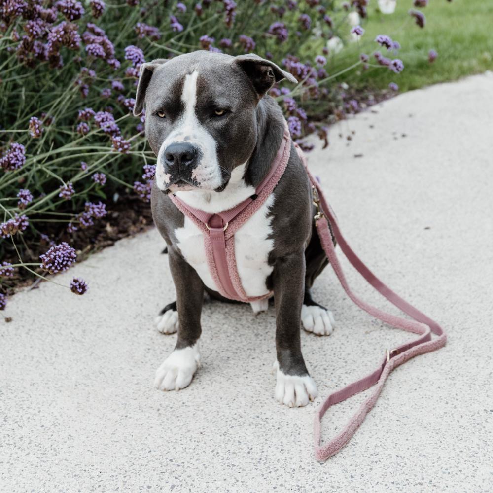 Hundegeschirr Aktiv Teddy Fleece | Kentucky Dogwear