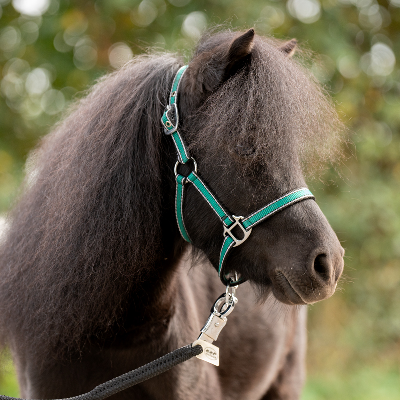 Shetty halter "Shorty"