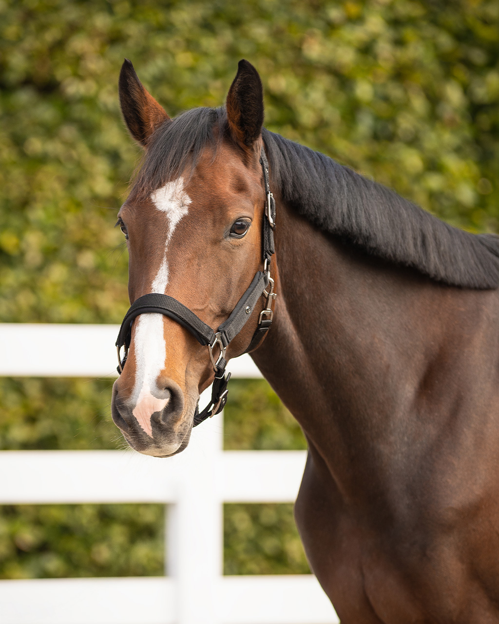 Halter Deluxe