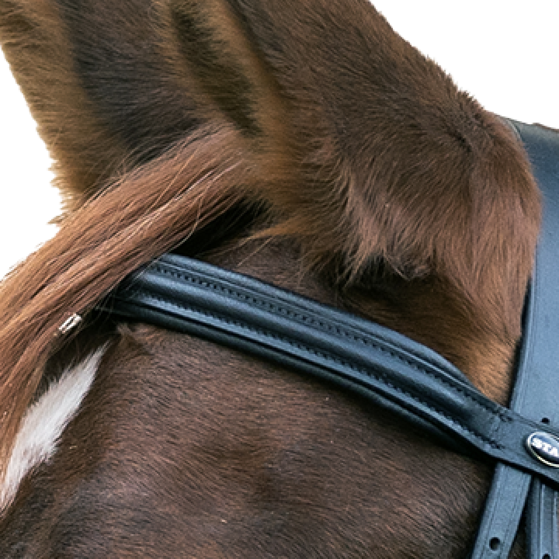 Snaffle Hanover