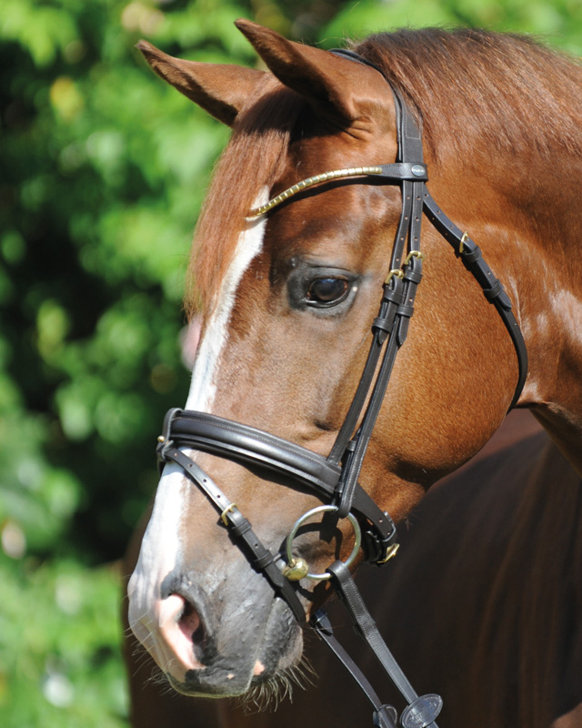 Trense "Clinchesse" eng.-komb.