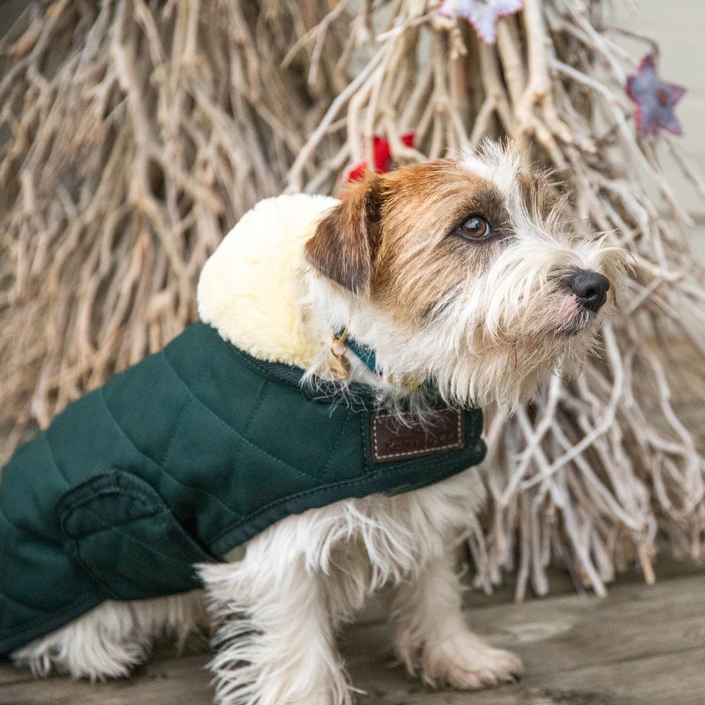Manteau pour chien Original