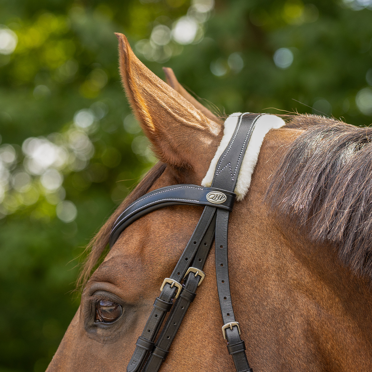 Snaffle Ontario