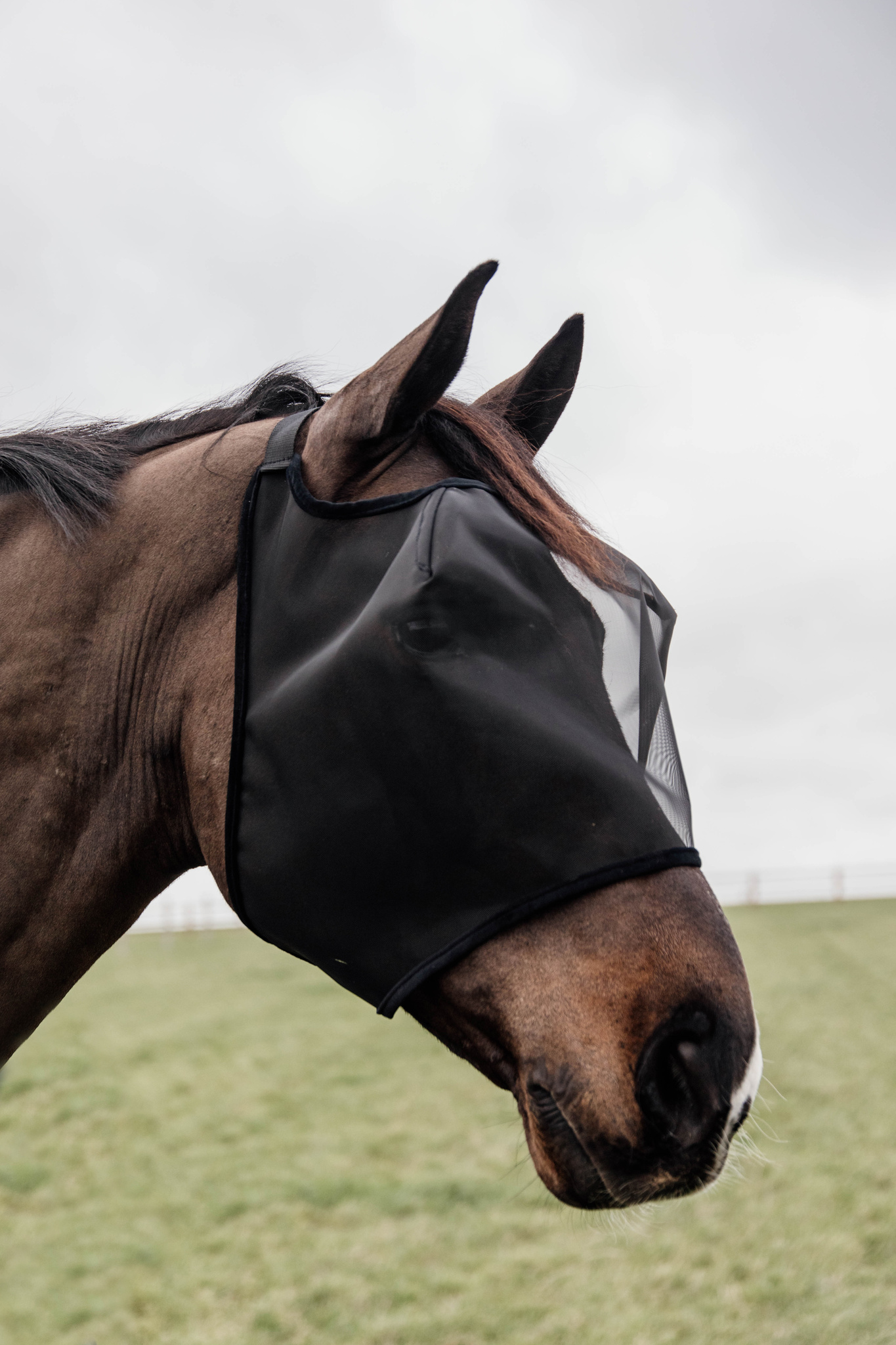 Classic fly mask without ears