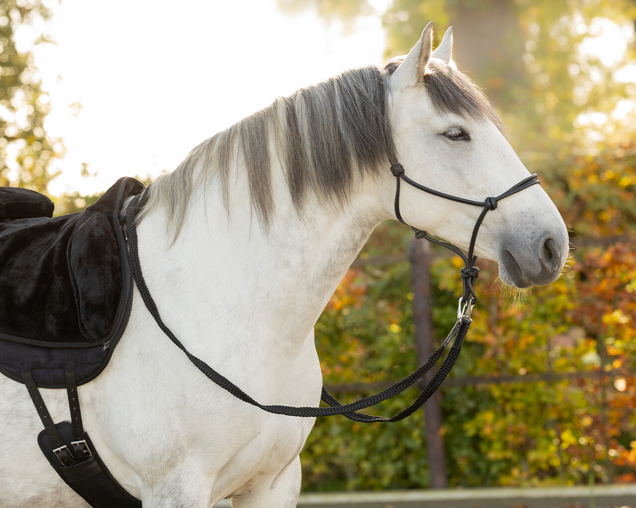 Knotenhalfter Leder Liberta