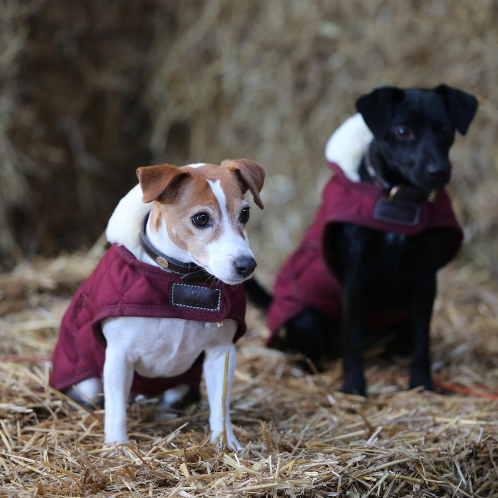 Hundemäntel Original