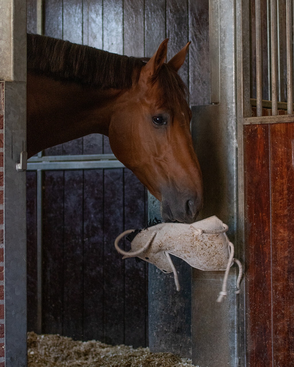 Horse toy