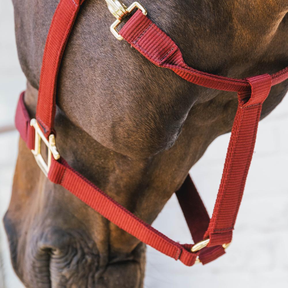 Nylon Halfter Breakaway