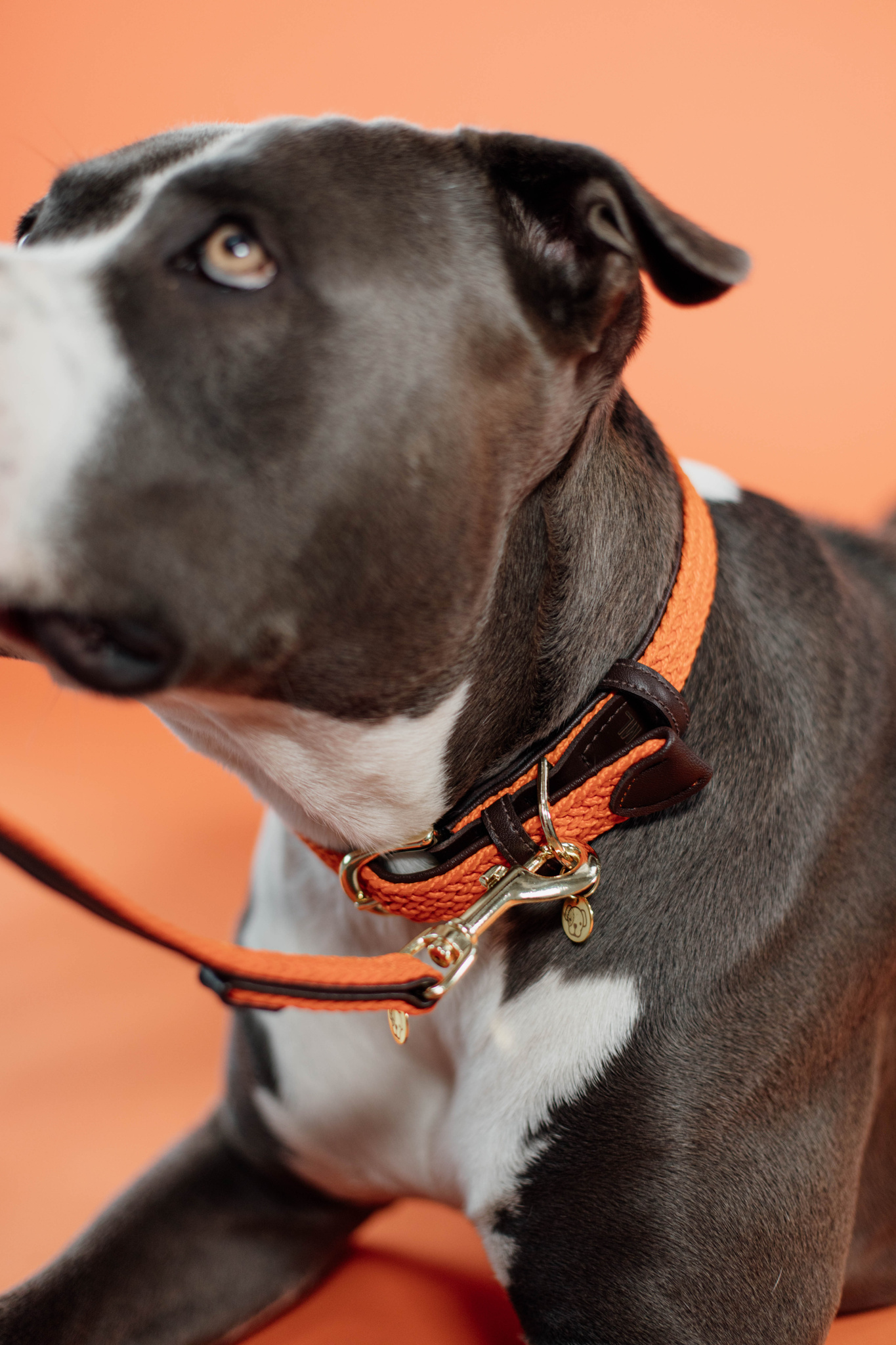 Nylon braided dog lead