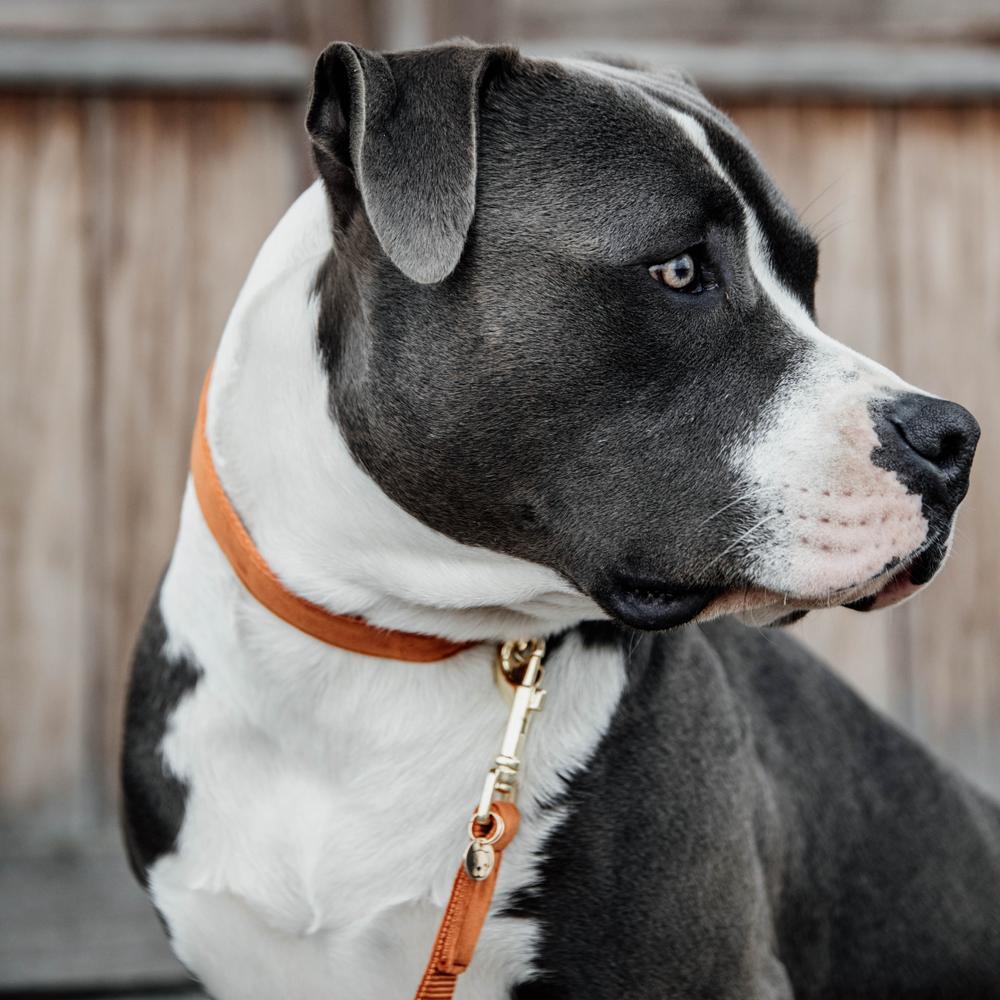 Collier de chien Velvet