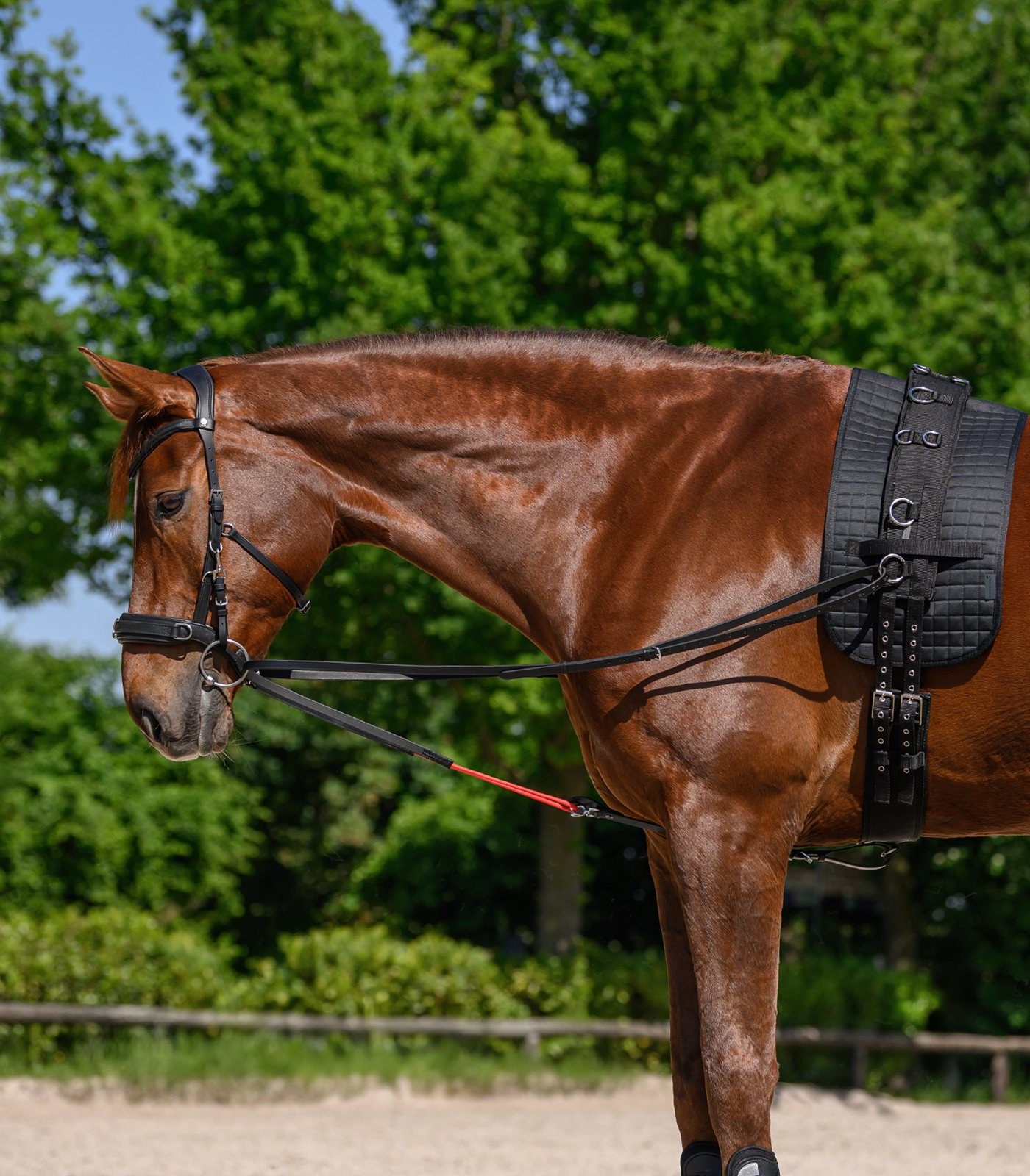 Triangular reins W-trainRein