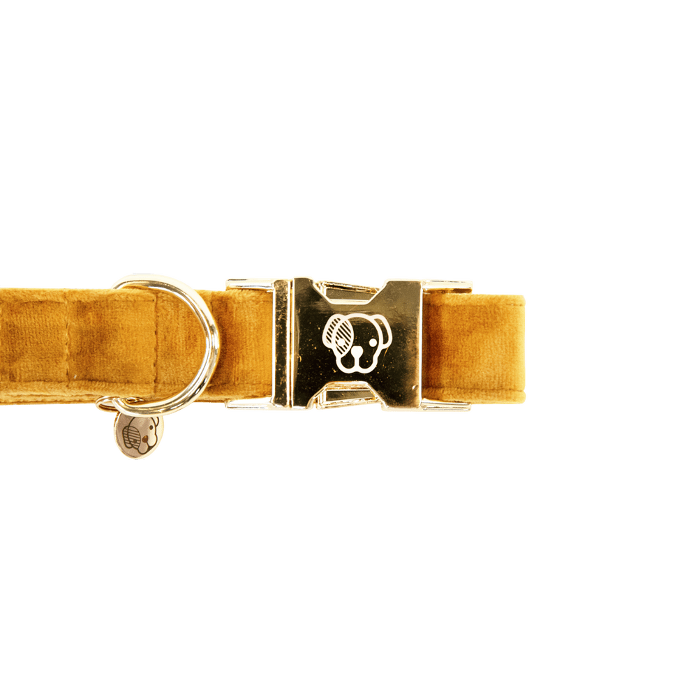 Collier de chien Velvet